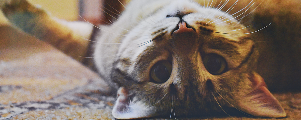 Onrustige katten door een verhuizing