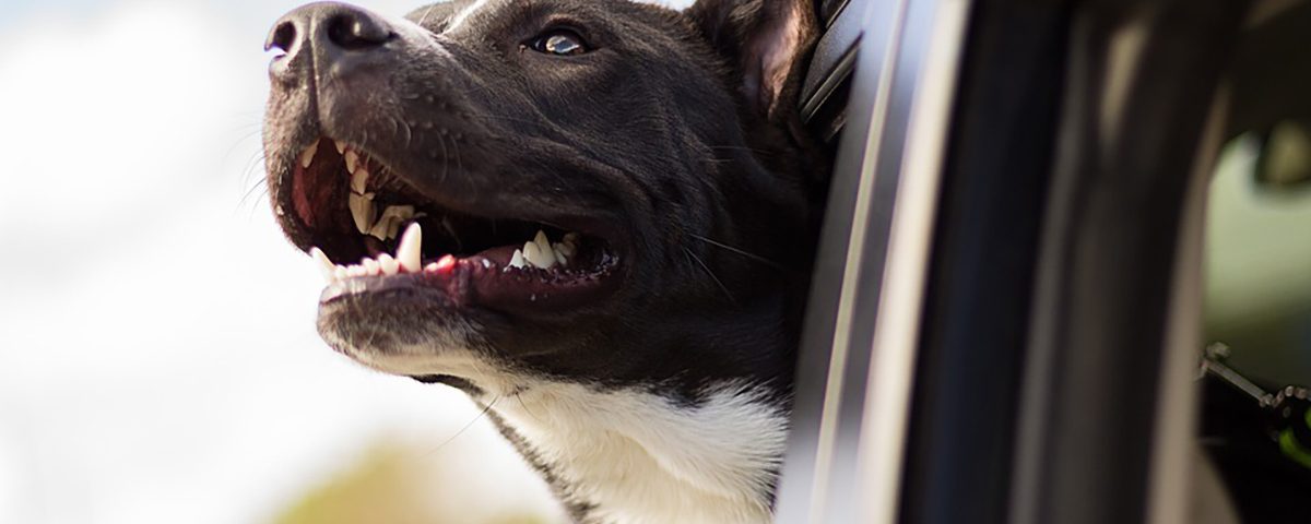 RESCUE Pets tijdens vakantie - Ontspant en stelt gerust