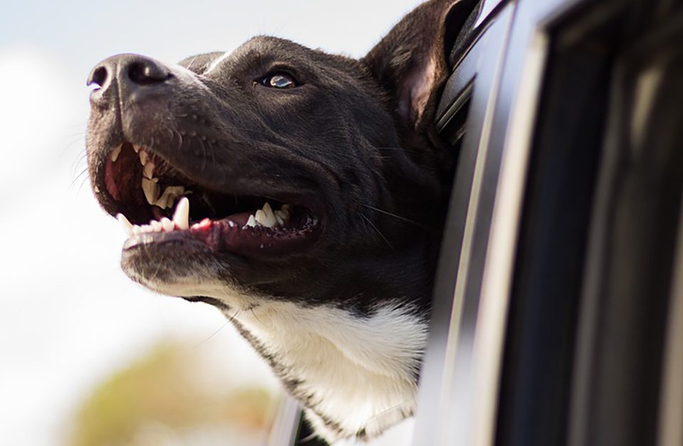 RESCUE Pets tijdens vakantie - Ontspant en stelt gerust